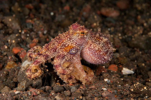 Ocellate Octopus with Two Wall Decal Design 3