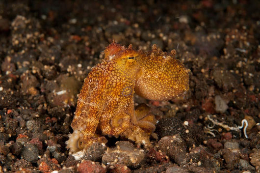 Ocellate Octopus with Two Wall Decal Design 2