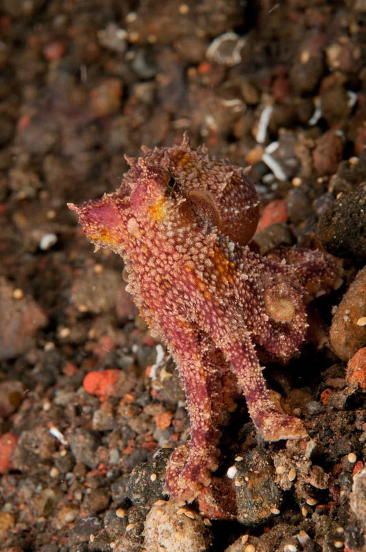 Ocellate Octopus with Two Wall Decal Design 1