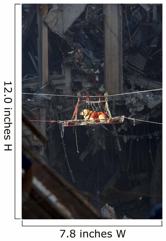 Rescue Dog Is Transported Wall Decal