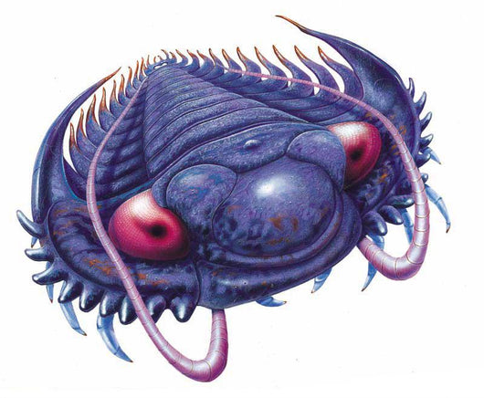Trilobite swimming. Wall Decal