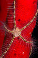 Brittle Star Sponge Belize Wall Decal Design 2