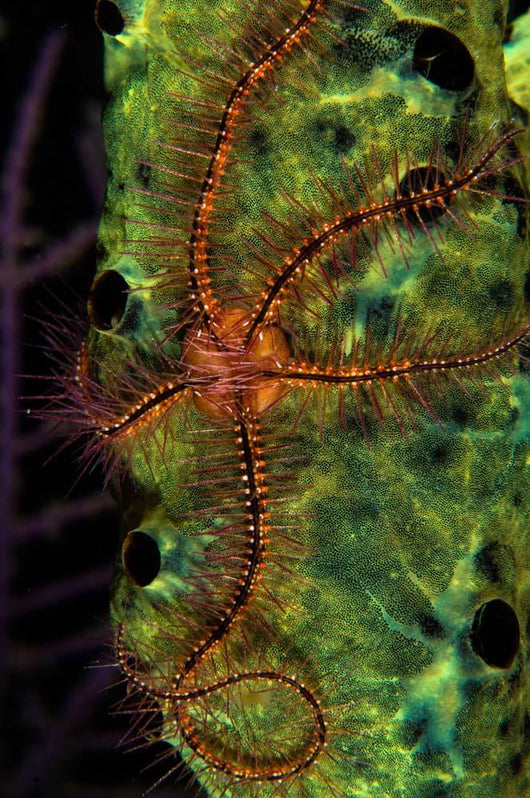 Brittle Star Sponge Belize Wall Decal Design 1