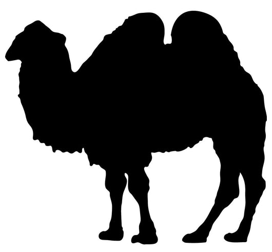 Large Standing Camel Wall Decal