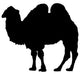 Large Standing Camel Wall Decal