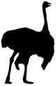 Black Male Ostrich Wall Decal