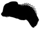 Oviraptor Profile Dinosaur Wall Decal