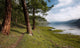 Path near Lake Wall Decal