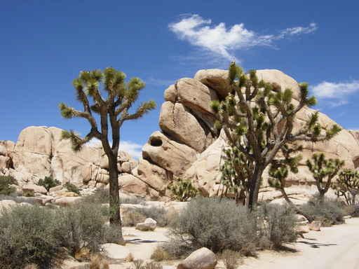 Joshua Trees Desert Wall Decal