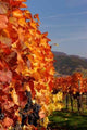 Weinstockreihen Wall Decal