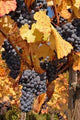 Blue Grapes Autumn Leaves Wall Decal
