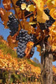 Blue Grapes Detail Wall Decal