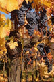 Black Grapes Closeup Portrait Wall Decal