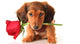 Dachshund Valentine Puppy Wall Decal