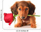 Dachshund Valentine Puppy Wall Decal