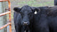 Black Angus Wall Decal