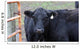 Black Angus Wall Decal