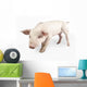 Nosy Little Pig Wall Decal