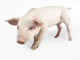 Nosy Little Pig Wall Decal