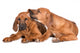 Two Adorable Puppies Wall Decal