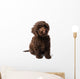 Labradoodle Mini Puppy Wall Decal