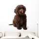 Labradoodle Mini Puppy Wall Decal