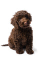 Labradoodle Mini Puppy Wall Decal