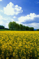 Flowering Rape Field Trees Wall Decal