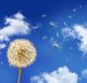 Dandelion Seeds Blowing Wind Wall Decal