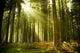 Pine Forest Wall Decal