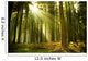 Pine Forest Wall Decal