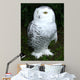 Snowy Owl Wall Decal