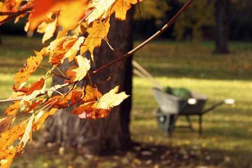 Autumnal Wall Decal