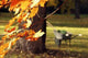 Autumnal Wall Decal