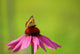 Rudbeckia and Butterfly Wall Decal