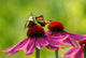 Rudbeckia and Butterflies Wall Decal