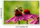 Rudbeckia and Butterflies Wall Decal