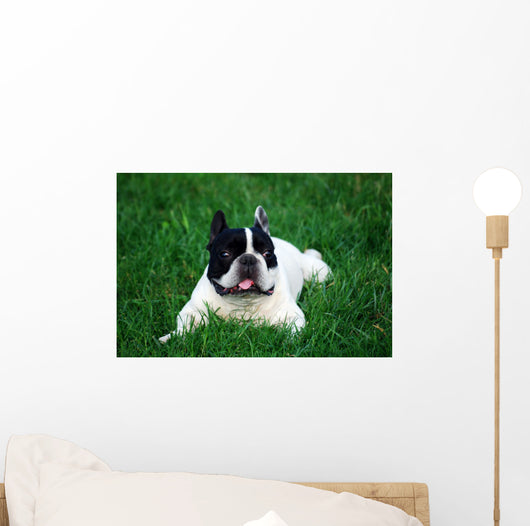 Bull Dog French Wall Decal
