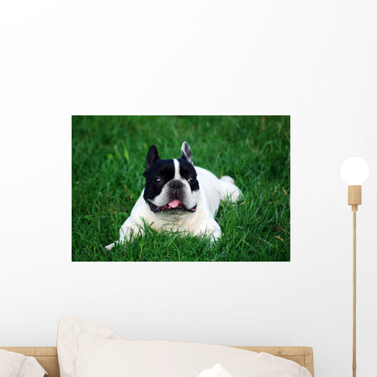 Bull Dog French Wall Decal