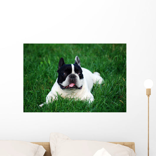 Bull Dog French Wall Decal