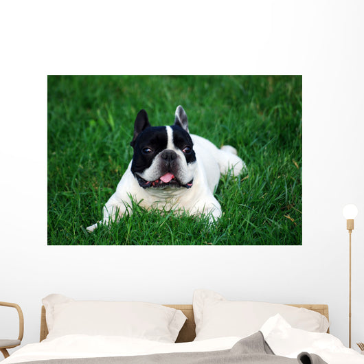 Bull Dog French Wall Decal