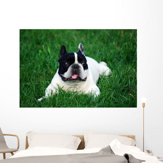 Bull Dog French Wall Decal