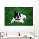 Bull Dog French Wall Decal
