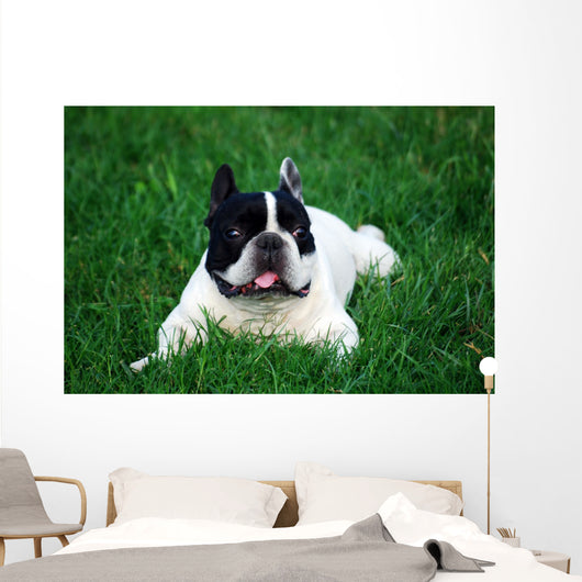Bull Dog French Wall Decal
