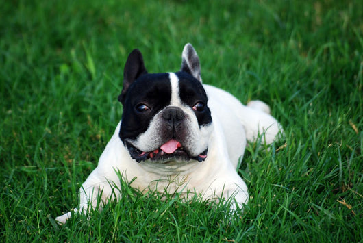Bull Dog French Wall Decal