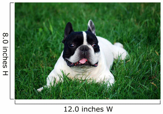 Bull Dog French Wall Decal