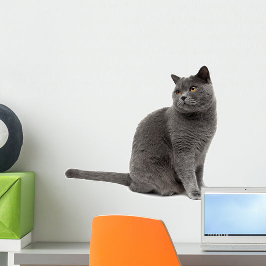 Gray Cat Wall Decal