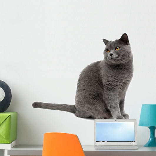 Gray Cat Wall Decal