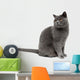 Gray Cat Wall Decal