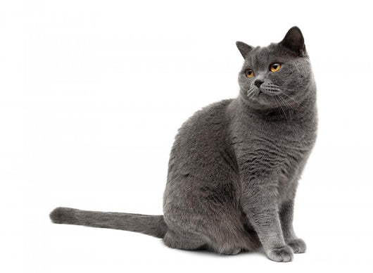 Gray Cat Wall Decal